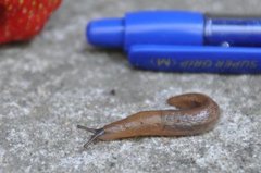 Tree Slug (Lehmannia marginata)