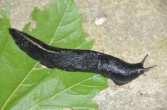 Ash-black Slug (Limax cinereoniger)