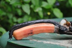 Ash-black Slug (Limax cinereoniger)