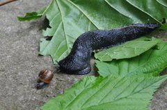 Ash-black Slug (Limax cinereoniger)
