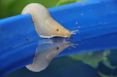 European black slug (Arion ater)