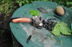 European black slug (Arion ater)