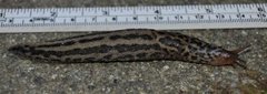 Giant Garden Slug (Limax maximus)