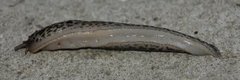 Giant Garden Slug (Limax maximus)