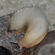 European black slug (Arion ater)