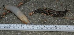 European black slug (Arion ater)