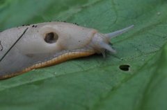 European black slug (Arion ater)