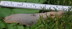 European black slug (Arion ater)