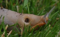 European black slug (Arion ater)