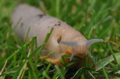 European black slug (Arion ater)