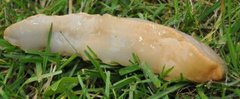 European black slug (Arion ater)