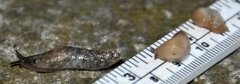 Gray field slug (Deroceras reticulatum)