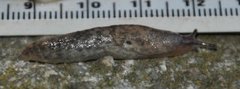 Nettkjølsnegl (Deroceras reticulatum)