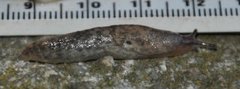 Gray field slug (Deroceras reticulatum)
