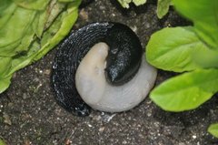 European black slug (Arion ater)