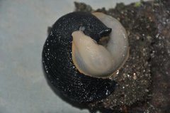 European black slug (Arion ater)