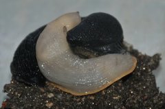 European black slug (Arion ater)