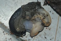 European black slug (Arion ater)