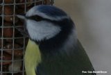 Blåmeis (Cyanistes caeruleus)