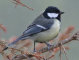 Kjøttmeis (Parus major)