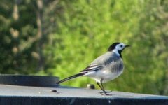White Wagtail (Motacilla alba)