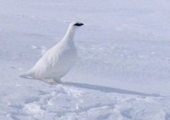 Rock Ptarmigan (Lagopus muta)