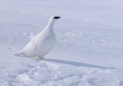 Fjellrype (Lagopus muta)