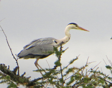 Gråhegre (Ardea cinerea)