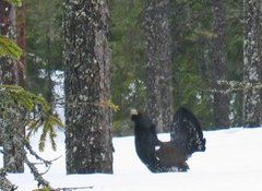 Western Capercaillie (Tetrao urogallus)