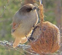 Lavskrike (Perisoreus infaustus)