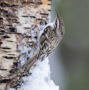 Trekryper (Certhia familiaris)