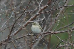 Chiffchaff (Phylloscopus collybita)