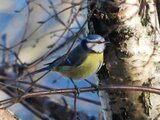 Blåmeis (Cyanistes caeruleus)