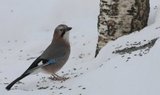 Nøtteskrike (Garrulus glandarius)