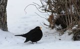 Svarttrost (Turdus merula)