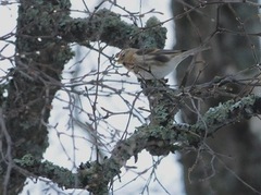 Lesser Redpoll (Acanthis cabaret)