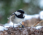 Svartmeis (Periparus ater)