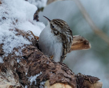 Eurasian Treecreeper (Certhia familiaris)