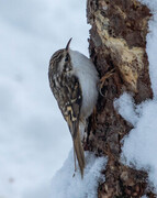 Eurasian Treecreeper (Certhia familiaris)