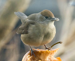 Munk (Sylvia atricapilla)