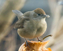 Blackcap (Sylvia atricapilla)