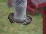 Gråspurv (Passer domesticus)