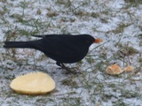 Svarttrost (Turdus merula)