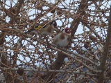 Stillits (Carduelis carduelis)