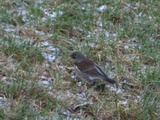 Gråtrost (Turdus pilaris)