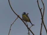 Blåmeis (Cyanistes caeruleus)