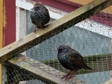 Stær (Sturnus vulgaris)