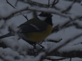 Kjøttmeis (Parus major)