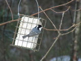 Svartmeis (Periparus ater)