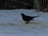 Svarttrost (Turdus merula)